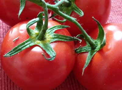 Sonnengereifte Tomaten