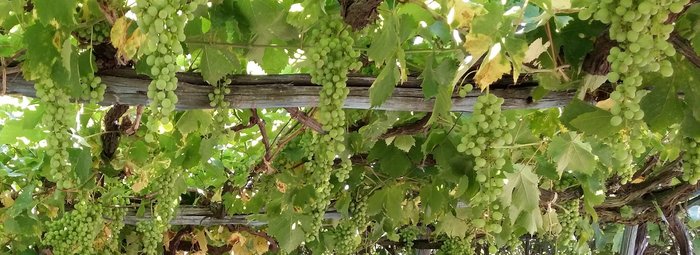 Pergola mit Weinreben auf Ischia