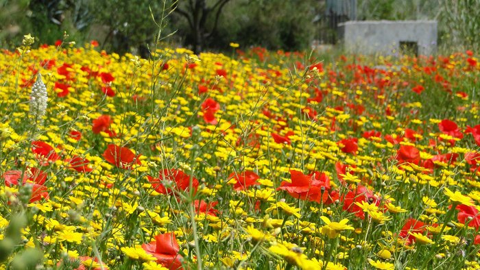 die Blüte von Ischia im Mai mit Klatschmohn 