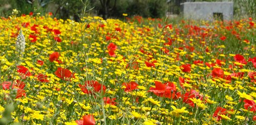 die Blüte von Ischia im Mai mit Klatschmohn 