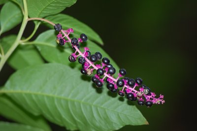 Kermesbeeren im Blüte, Wanderwege auf Ischia