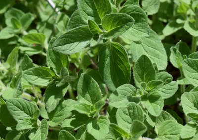 Oregano, Ischia Kräuter