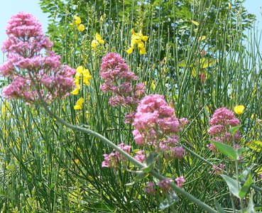 Ginster und rote Spornblumen