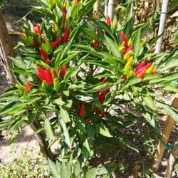 Peperoncino Chilli