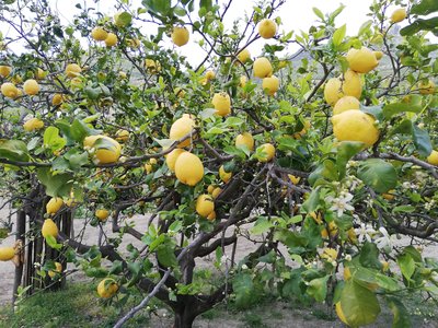 Zitronenhaine Amalfi