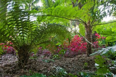 Farnbäume im botanischen Garten La Mortella Ischia