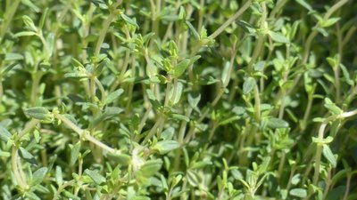 frischer Thymian, Ischia Kräuter