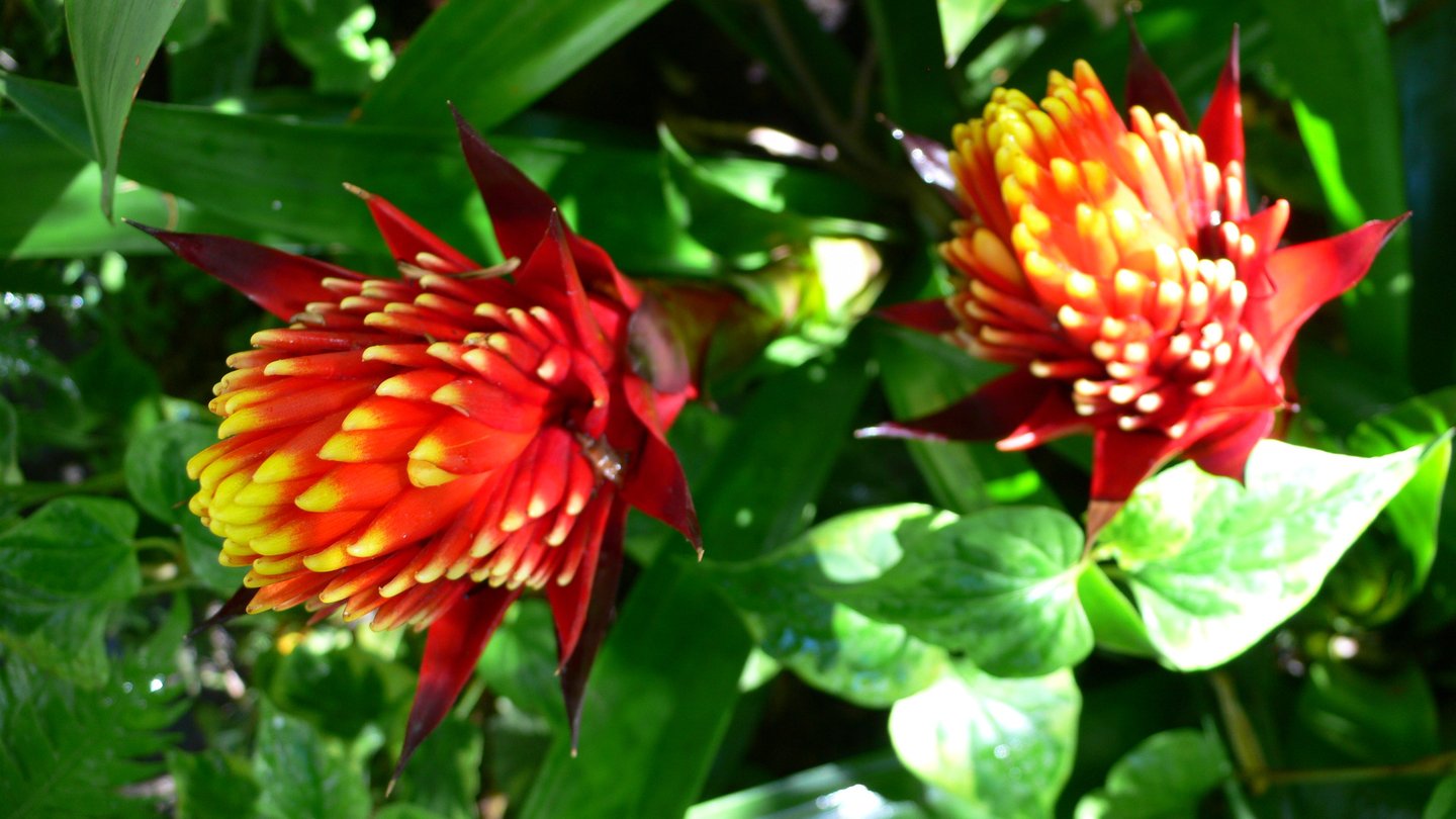 Ischia La Mortella Garten botanische Garten Ischias, Gartenreisen Ischia