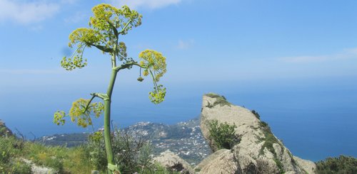 Panorama auf den Weg zur Epomeo der höchste Berg Ischias