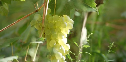 Weintrauben Biancolella auf Ischia