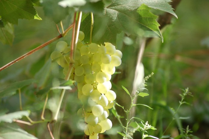 Weintrauben Biancolella auf Ischia