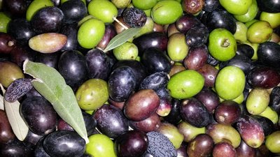 Oliven für Olivenöl