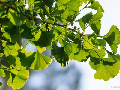 Ginkobaum im botanischen Garten La Mortella auf Ischia