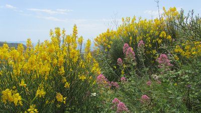 Ginster in Blüte auf Ischia, Wanderwege auf Ischia