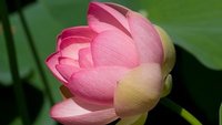 Lotusblüte botanischer Garten La Mortella 