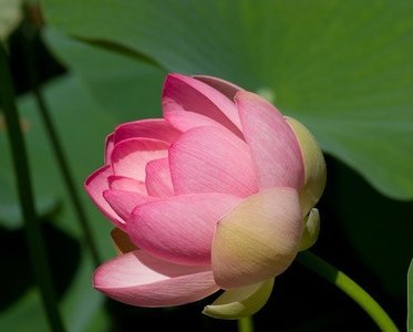 Lotusblüte botanischer Garten La Mortella 