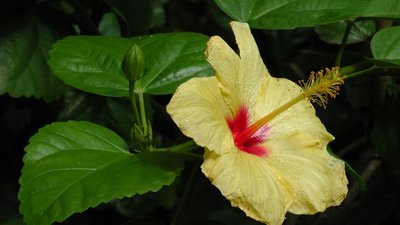 Hibiscus gelb