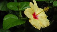 Hibiscus gelb