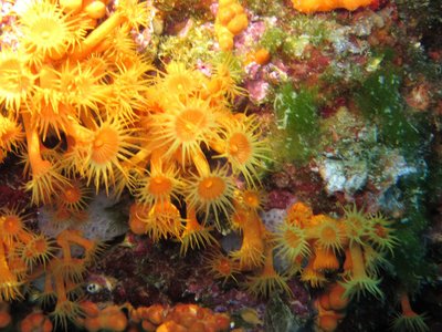 Gelbe Krustenanemone