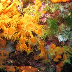 Gelbe Krustenanemone