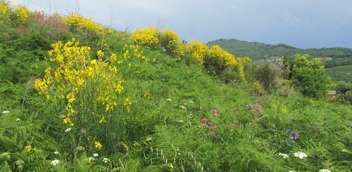 Ginster in Blüte auf eine Wanderweg Ischias