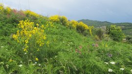 Ginster in Blüte auf eine Wanderweg Ischias