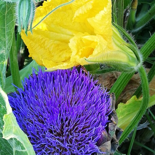 die Blüte eine Artischocke auf Ischia