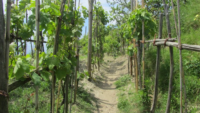 Tageswanderung auf Ischia, Wanderung durch Weinberge 