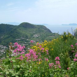 Ischia Wandern Rote Spornblumen und Ginster in Blüte Wanderweg auf Ischia