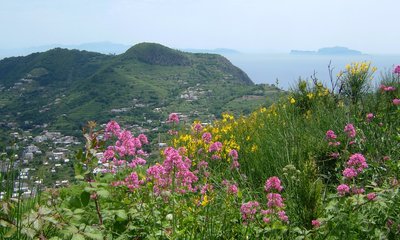 Ischia Wandern Rote Spornblumen und Ginster in Blüte Wanderweg auf Ischia