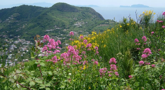 Ischia Wandern Rote Spornblumen und Ginster in Blüte Wanderweg auf Ischia