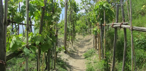 Wanderweg durch Weinreben auf Ischia 